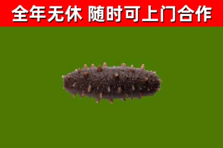 新化县回收海参干